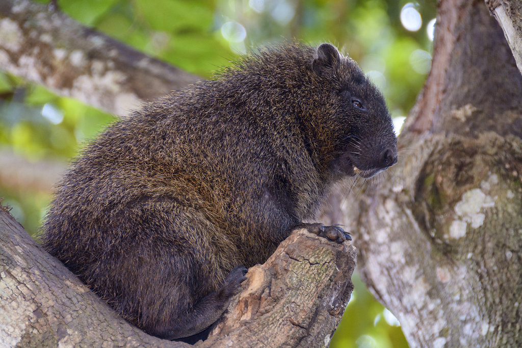 17. Cuba - Hutia