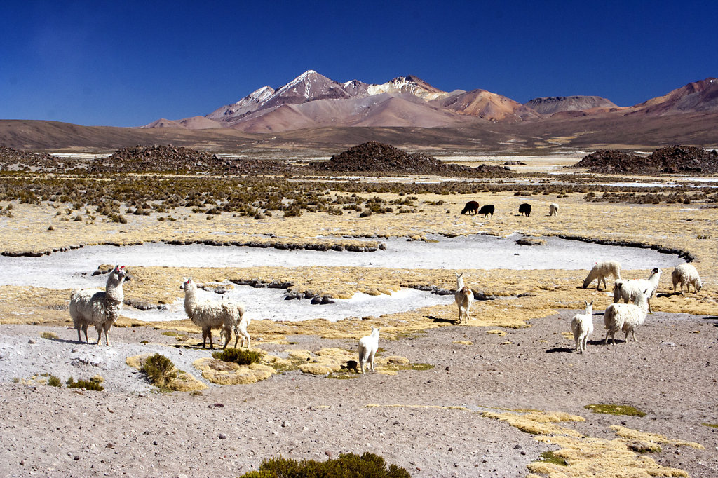 18. Chili Noord - Atacama. Hoogvlakte