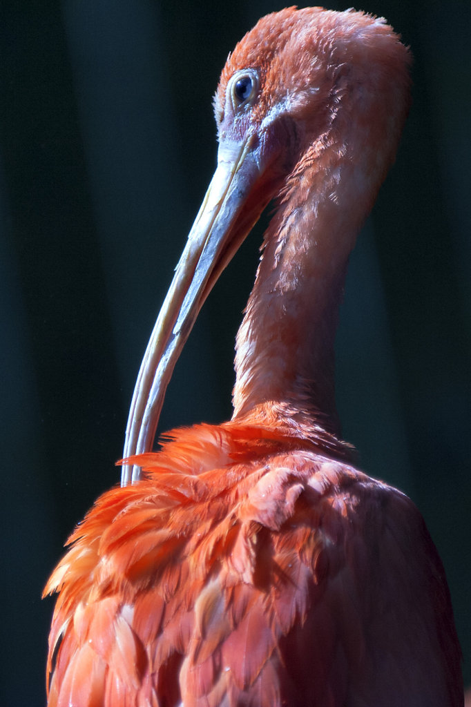 6. Amersfoort - Dierentuin. Rode Ibis